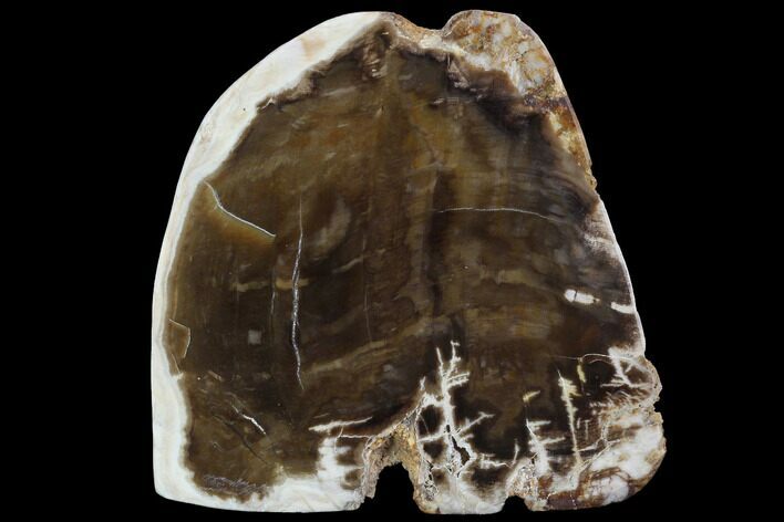 Petrified Wood (Sequoia) With Polished Face - Rogers Mtn, OR #91463